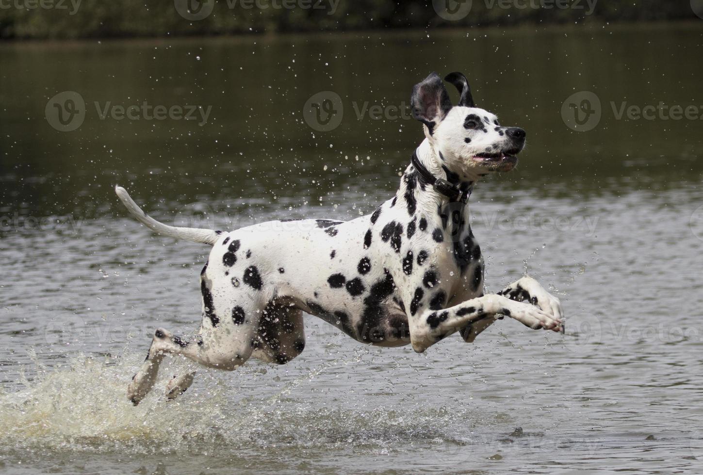 Dalmatian Dog running in water 808284 Stock Photo at Vecteezy