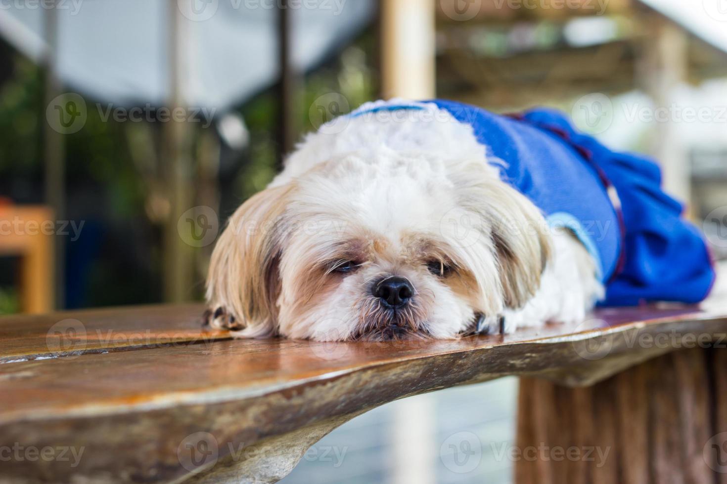 cute Shih tzu dog sleeping on wooden table photo