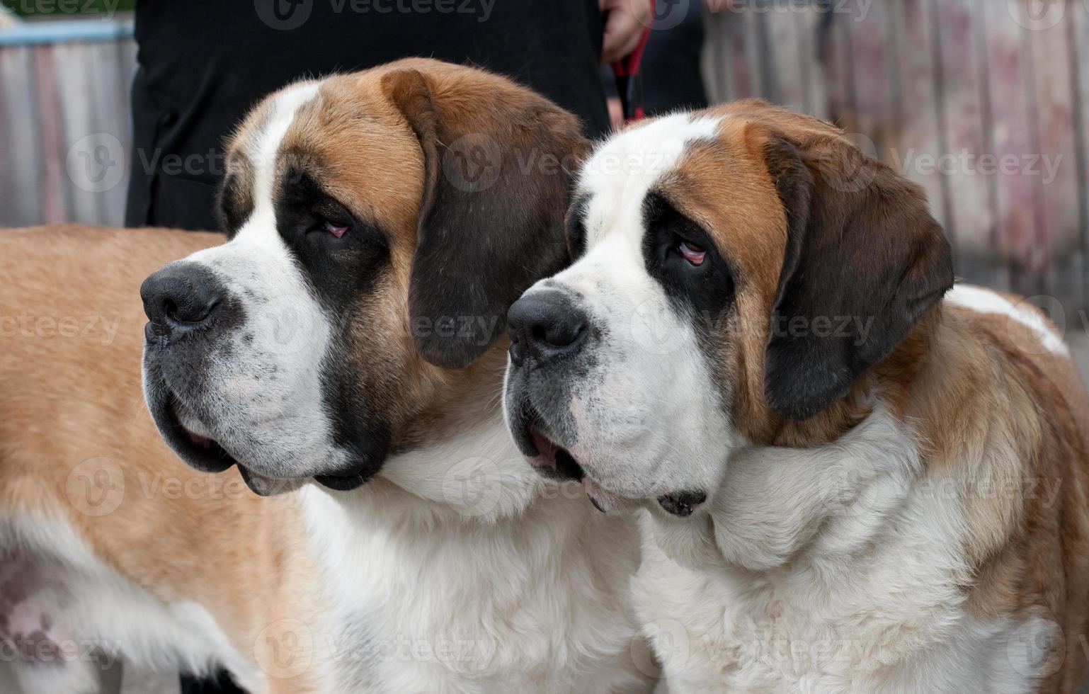 Couple of purebred st bernard dogs photo