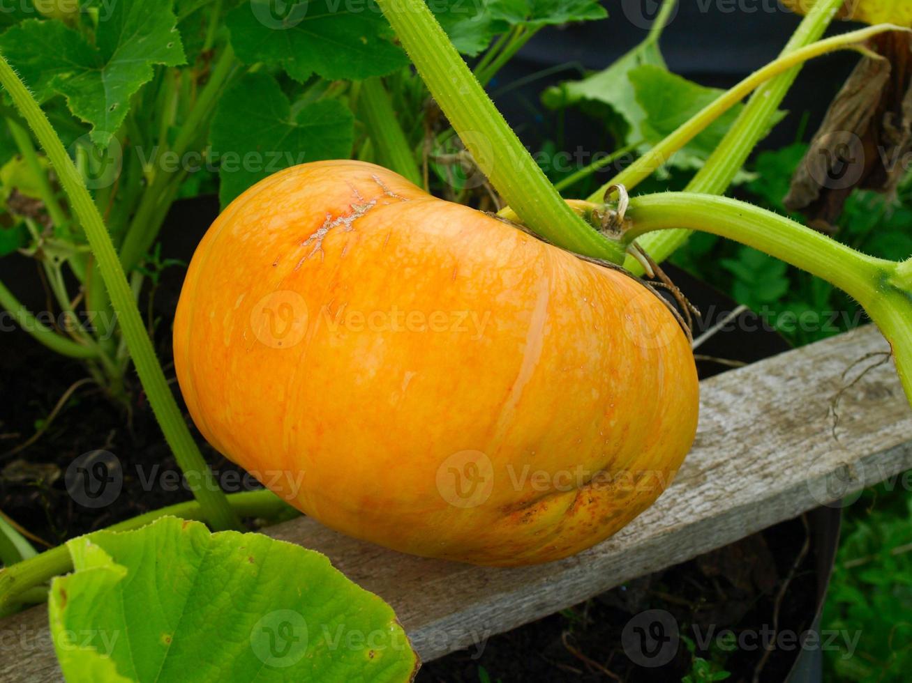 Pumpkin photo