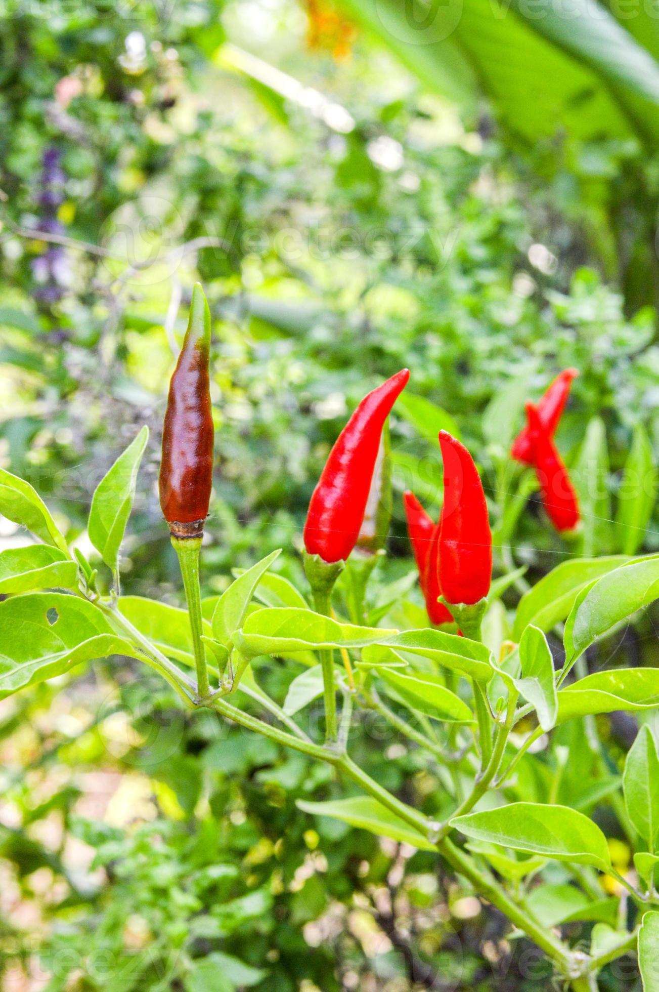 Red pepper tree 810596 Stock Photo at Vecteezy