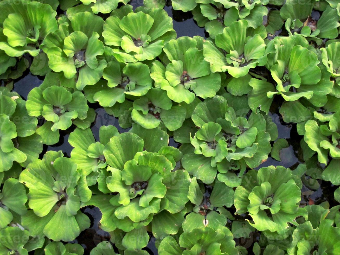 Water Cabbage 810800 Stock Photo at Vecteezy