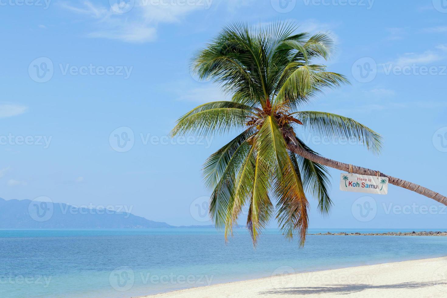 hito de la playa de baan tai isla de koh samui, tailandia foto
