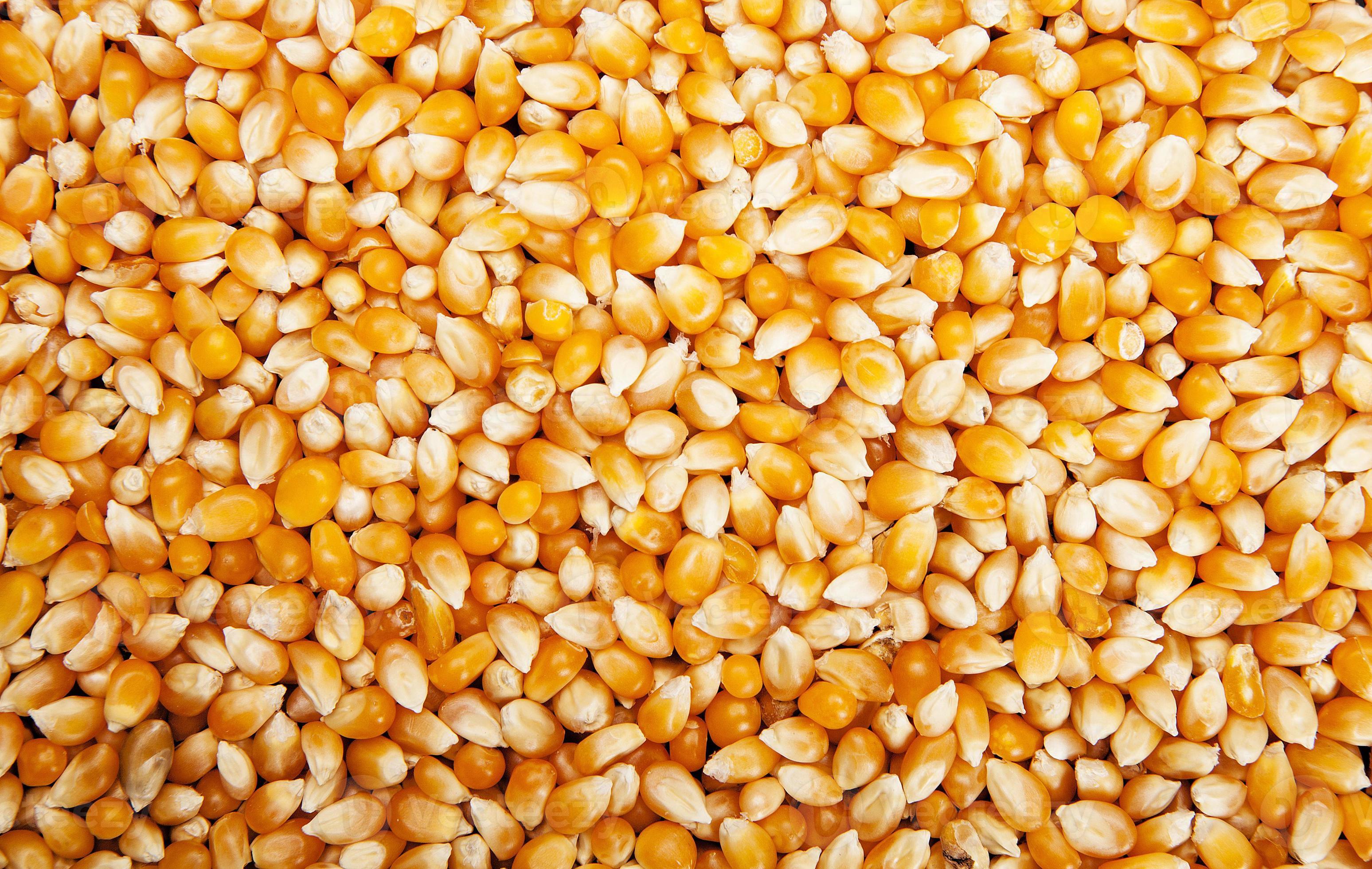 Bulk of corn grains 815730 Stock Photo at Vecteezy