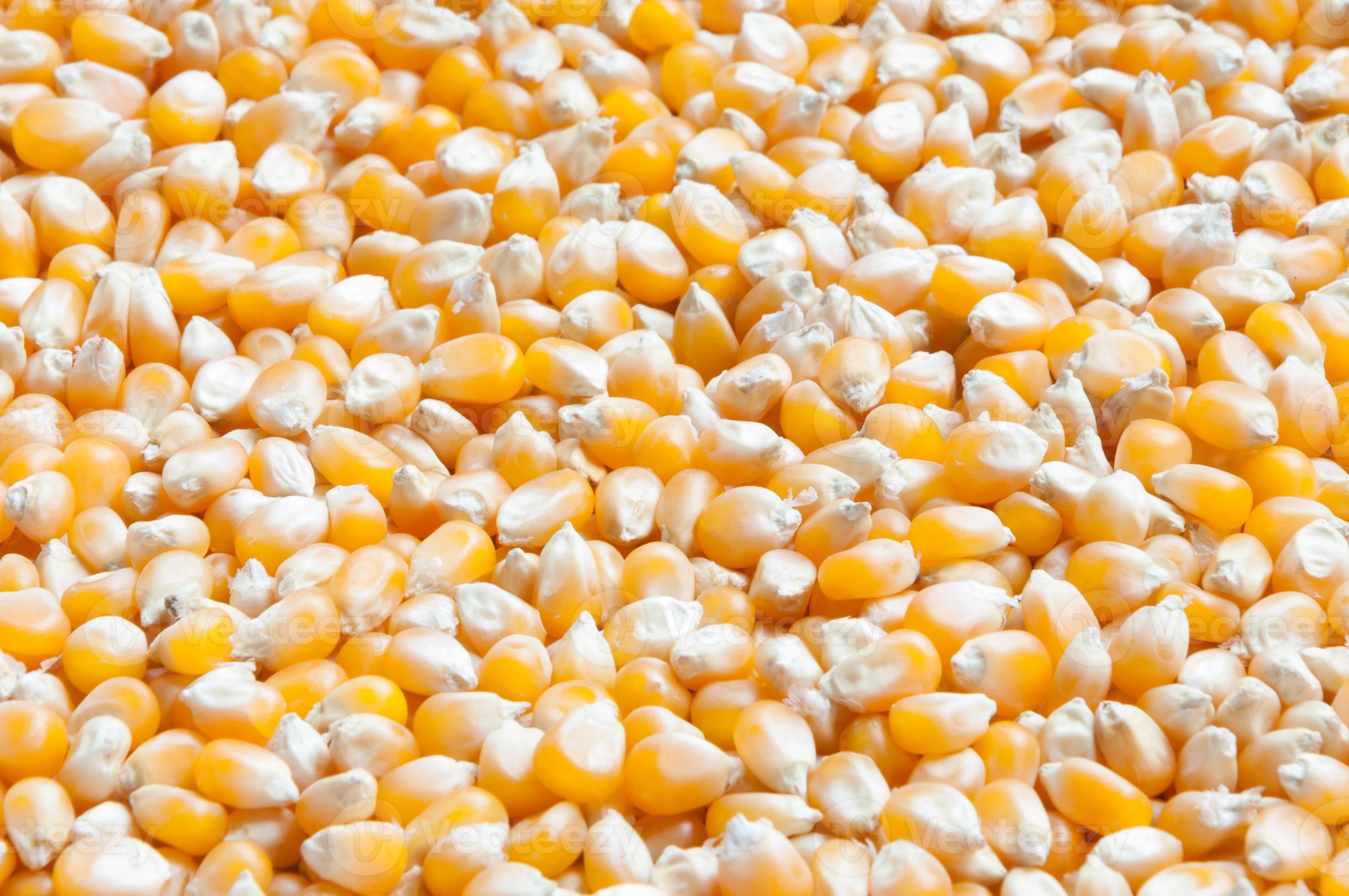 Bulk of corn grains 815783 Stock Photo at Vecteezy