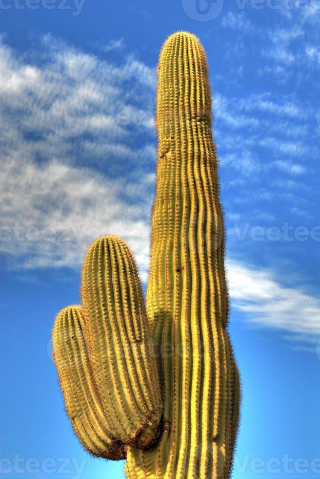 Saguaro Cactus 20 photo