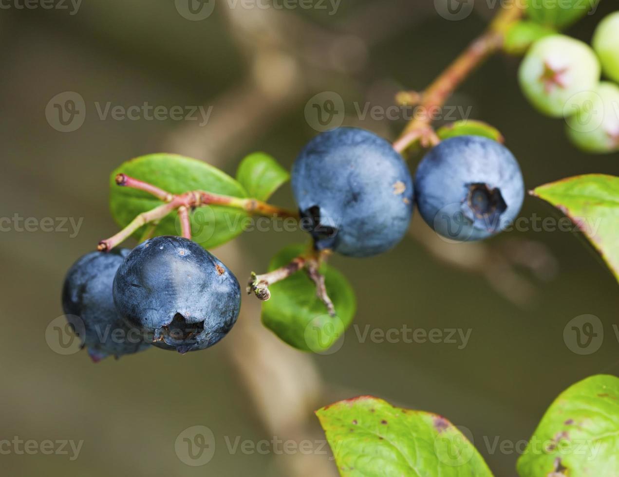 Ripe Blueberries on a branch photo