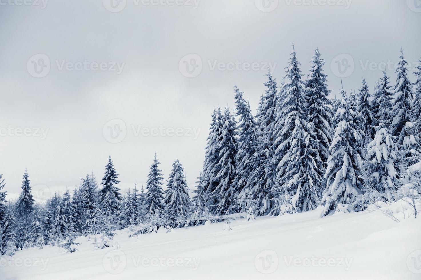 paisaje invernal foto