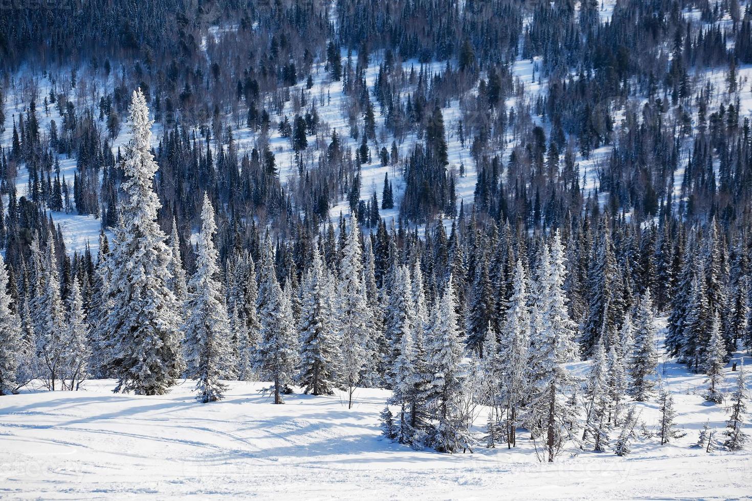 bosque de invierno foto