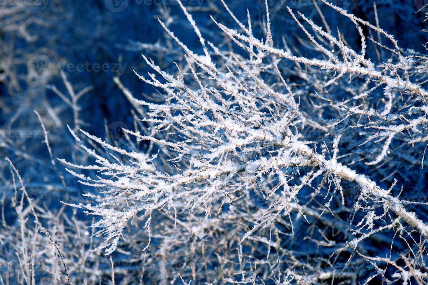 Fondo de invierno, paisaje. Árboles de invierno en el país de las maravillas. invierno foto
