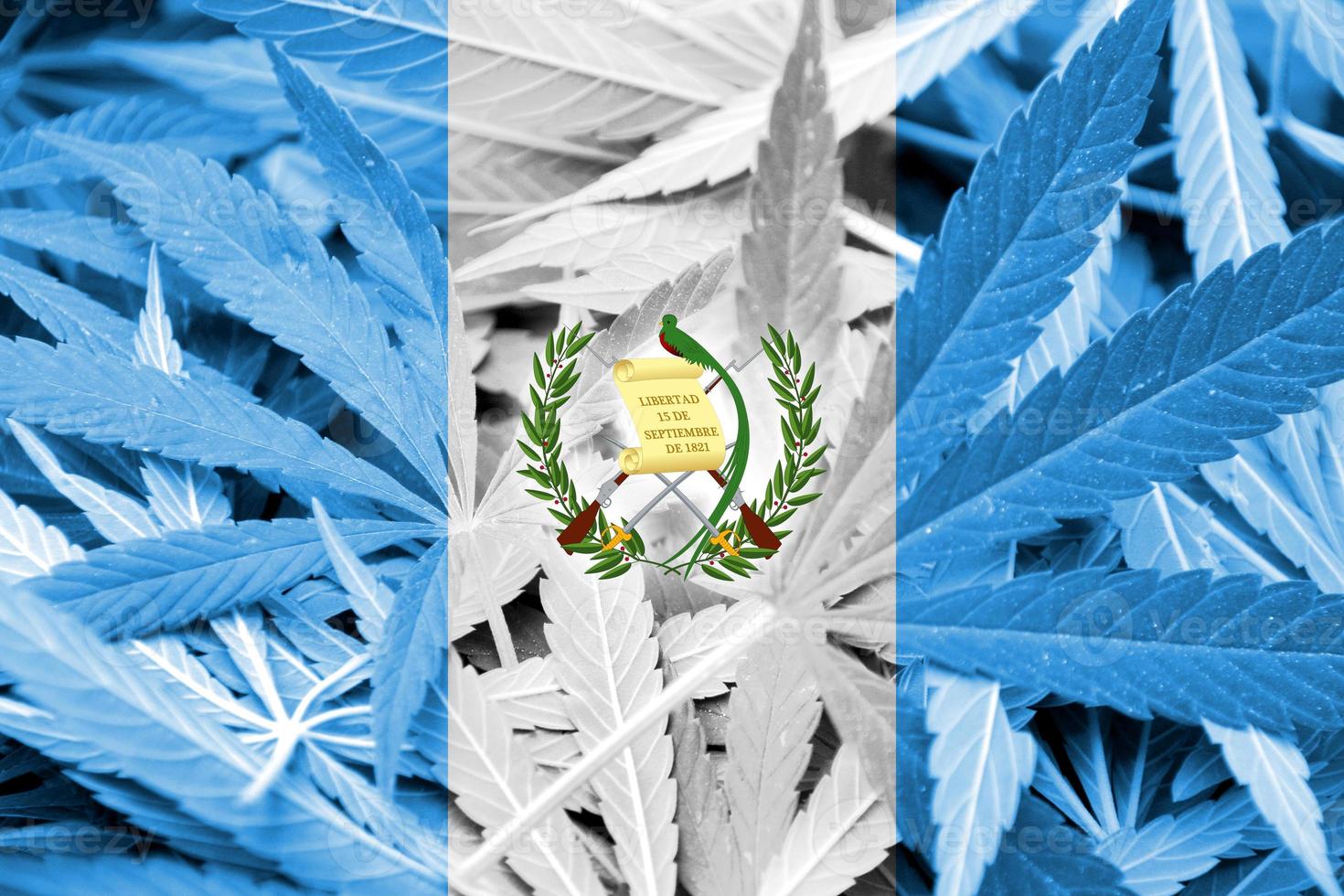 Bandera de Guatemala en el fondo de cannabis. política de drogas. legalización de la marihuana foto