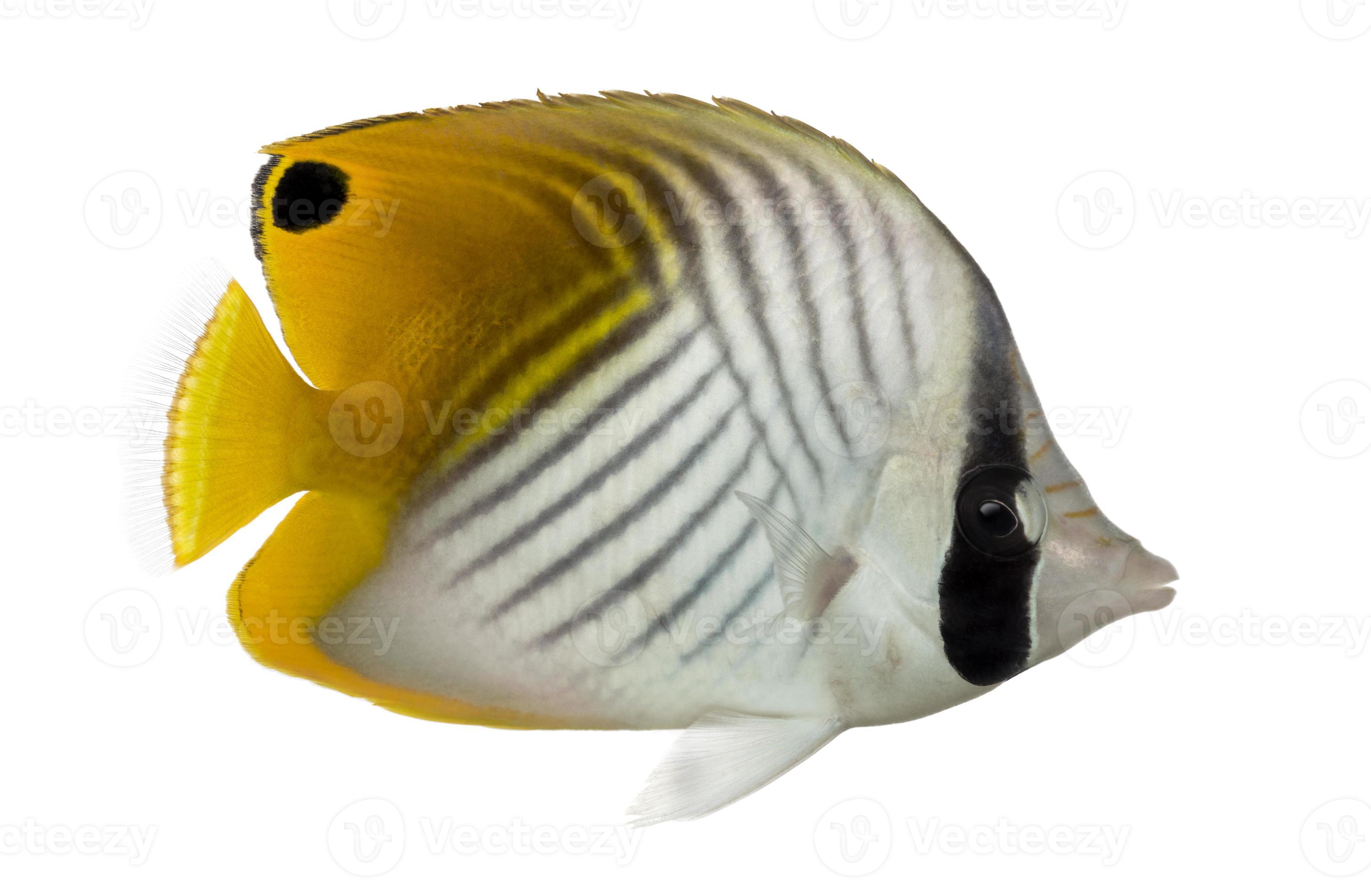 Side view of a Threadfin Butterflyfish, Chaetodon auriga 824394 Stock