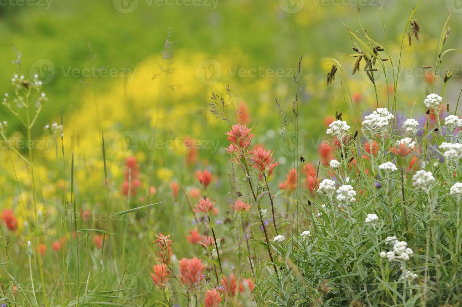 Colorful Wild Flowers photo