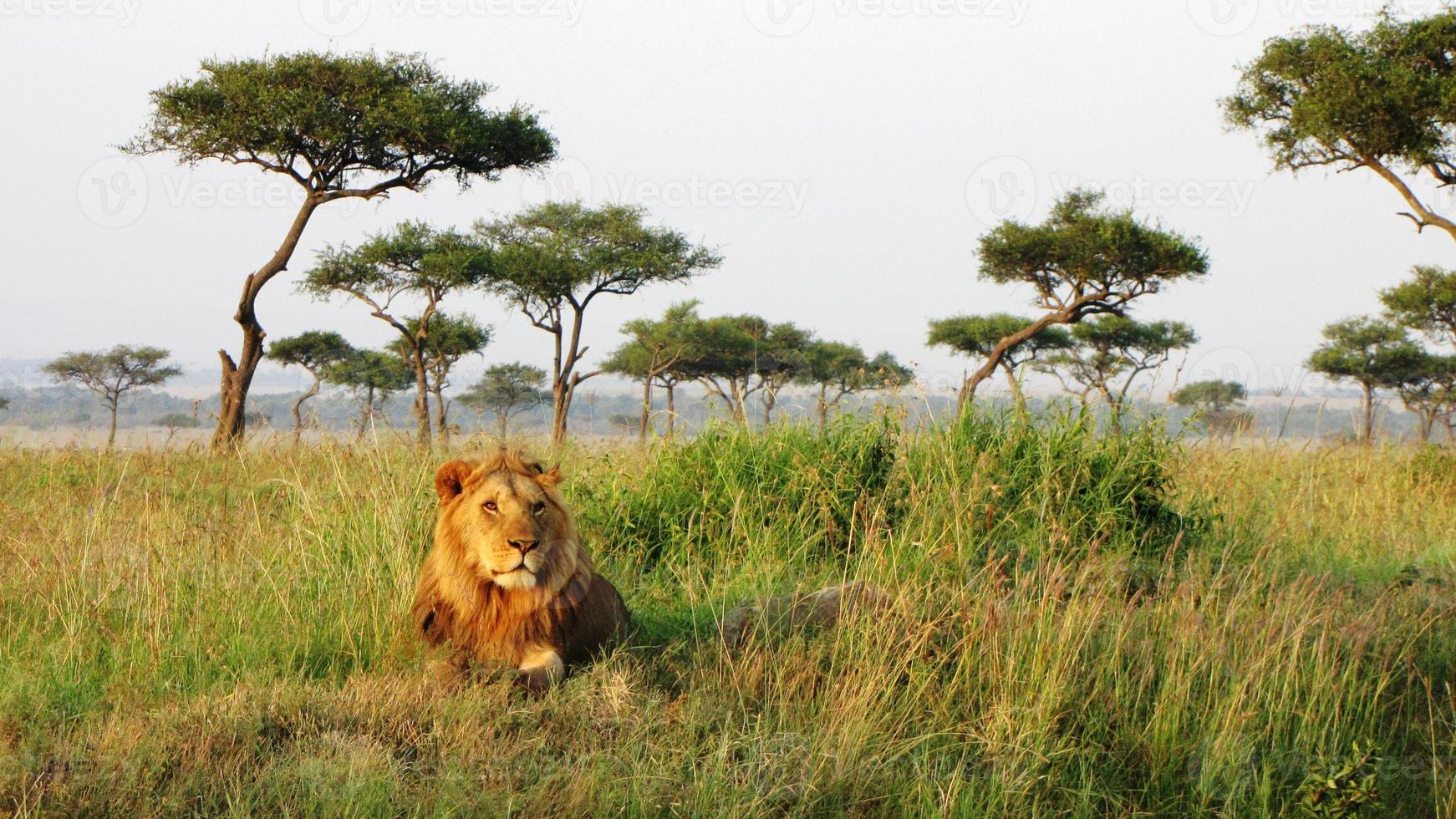 león - sabana, reserva nacional de masai mara, kenia foto