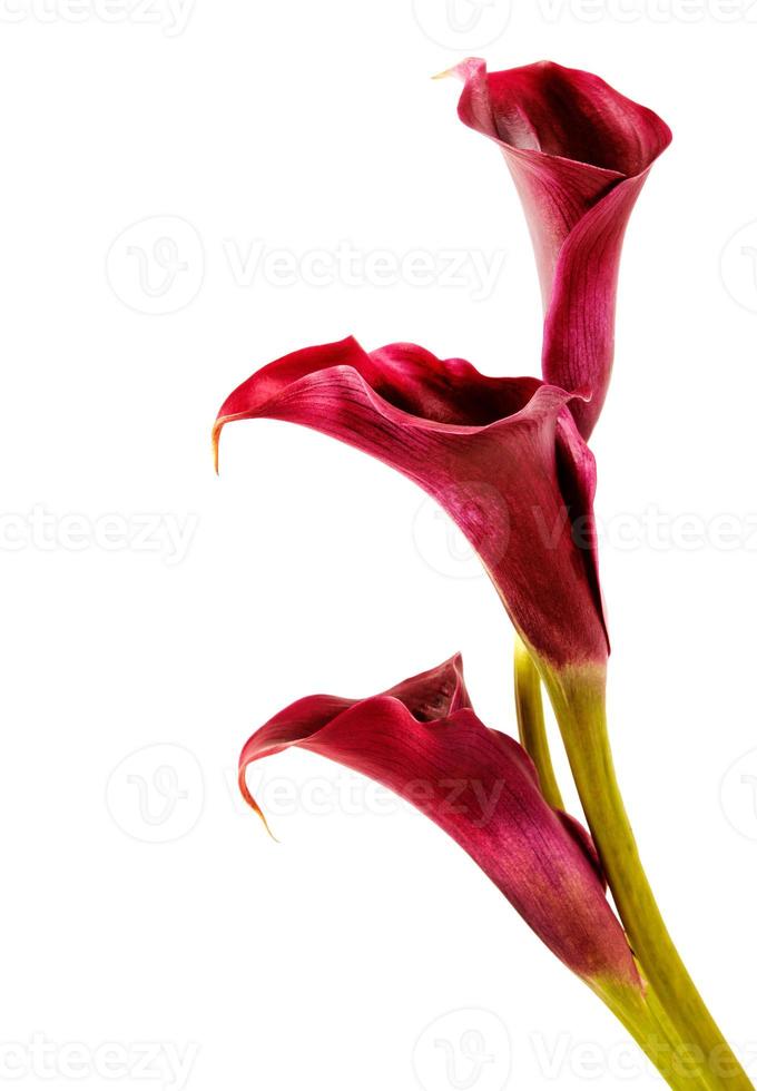 pink calla lilies photo
