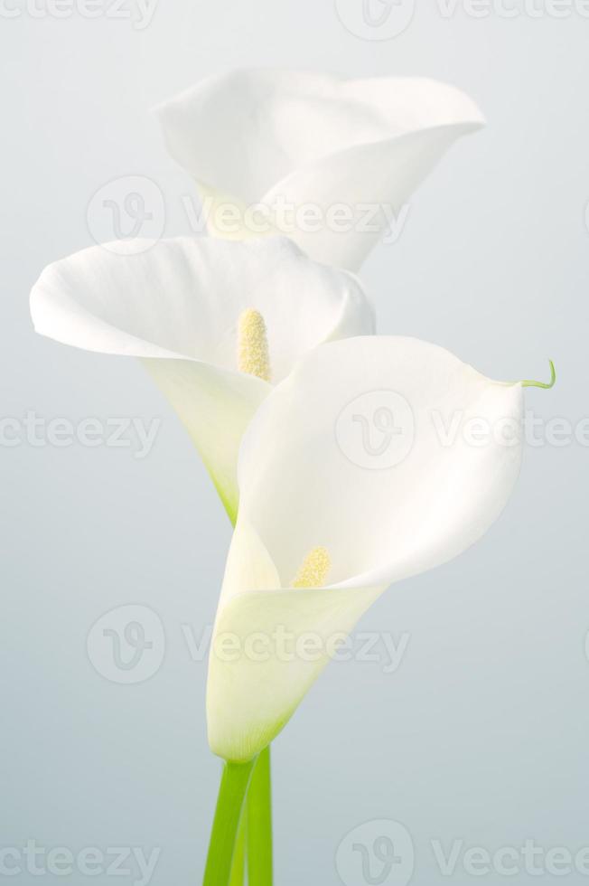 Calla lilies photo