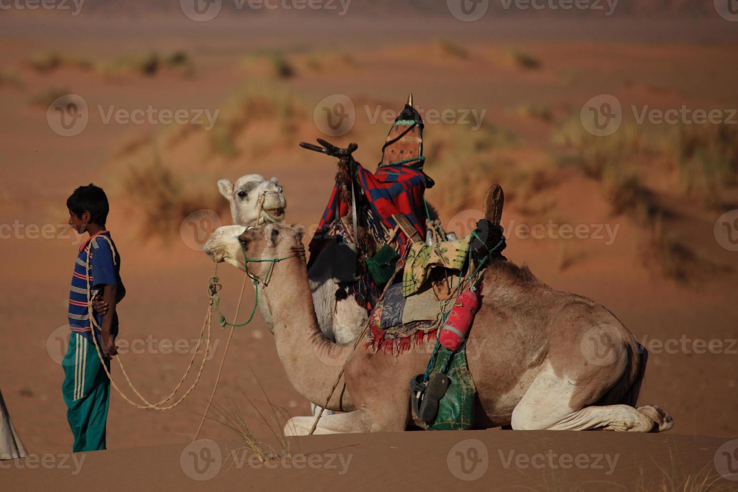 karawane in der sahara foto