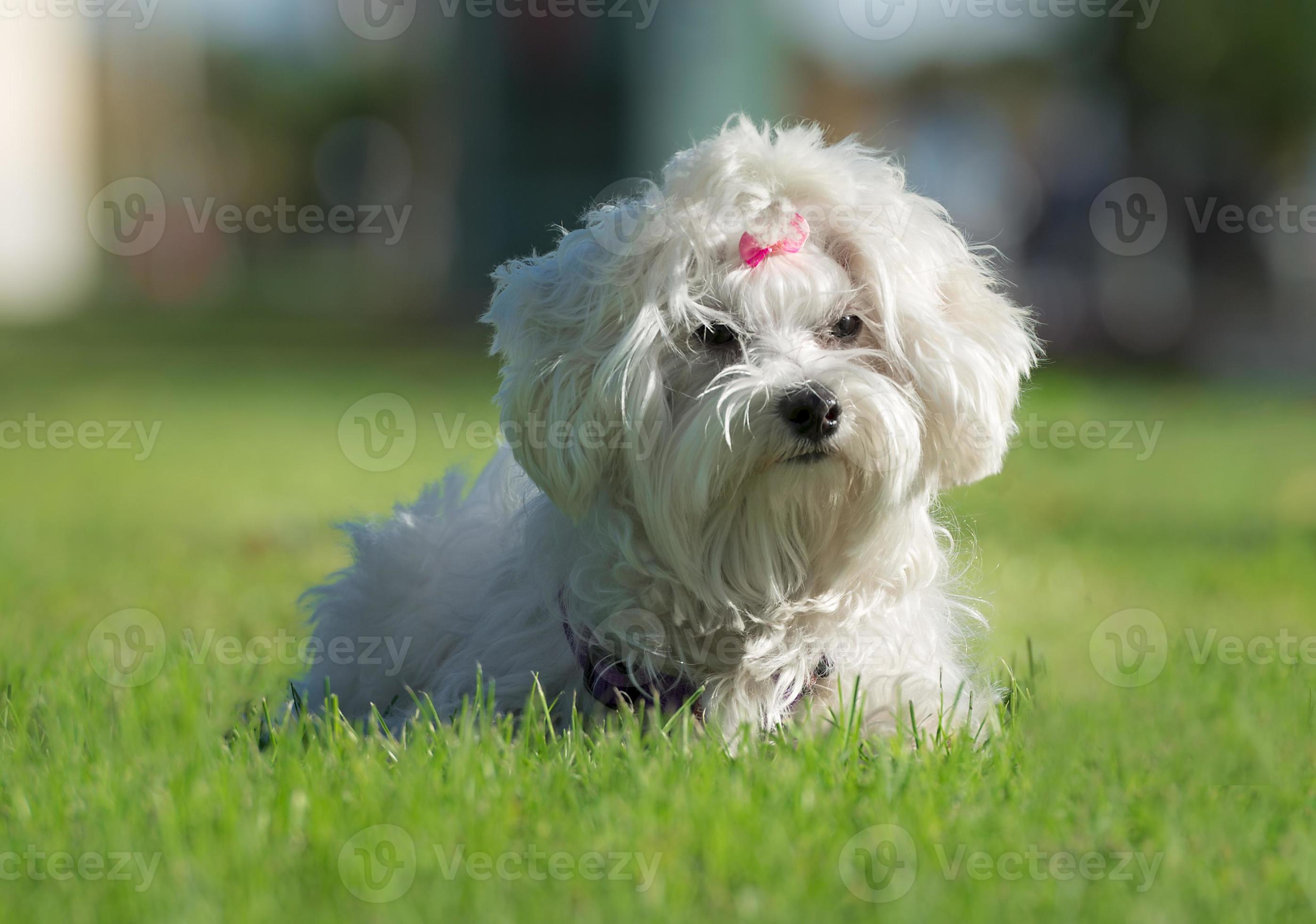 Cute female Maltese dog with pink bow 828837 Stock Photo at Vecteezy