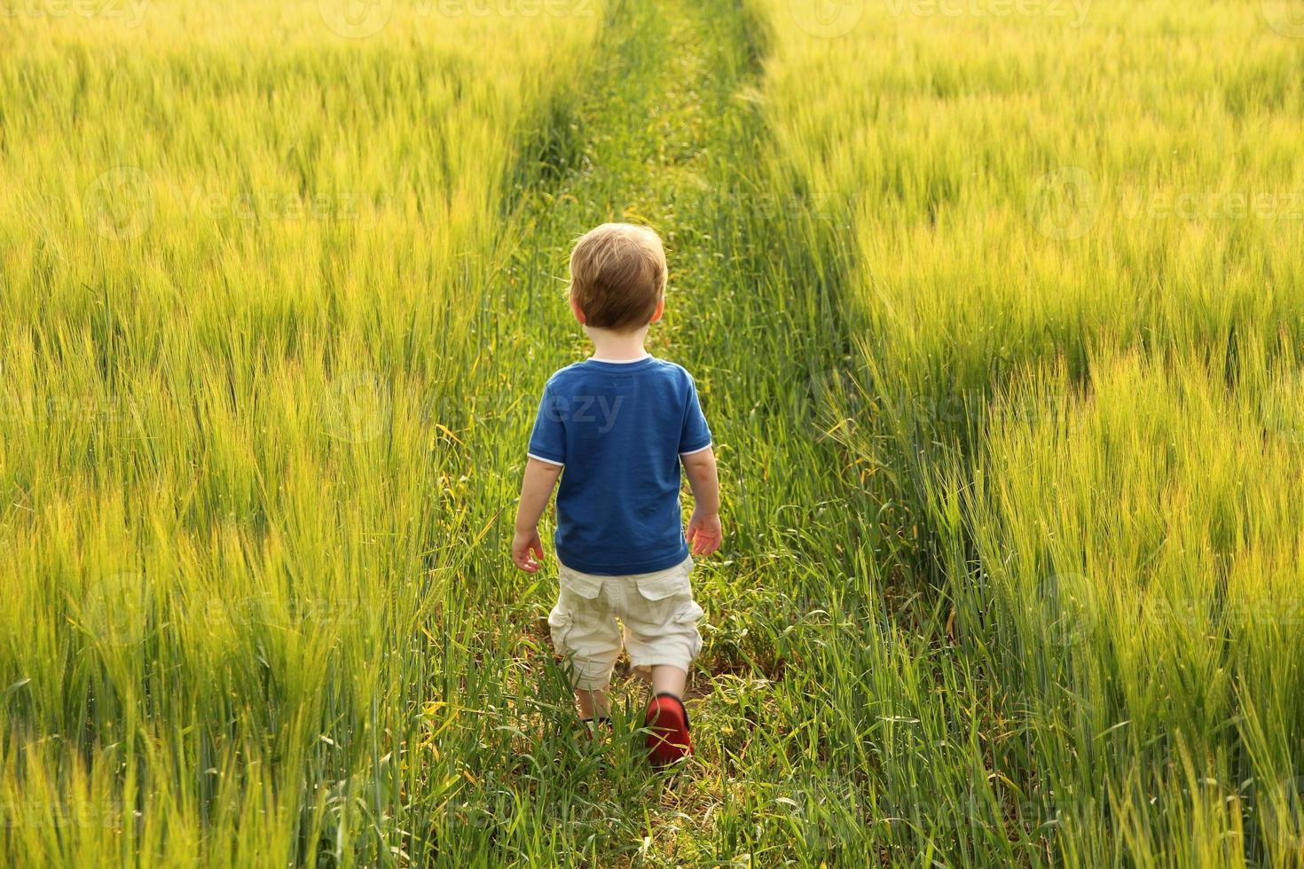 niño pequeño caminando por el campo de cebada foto
