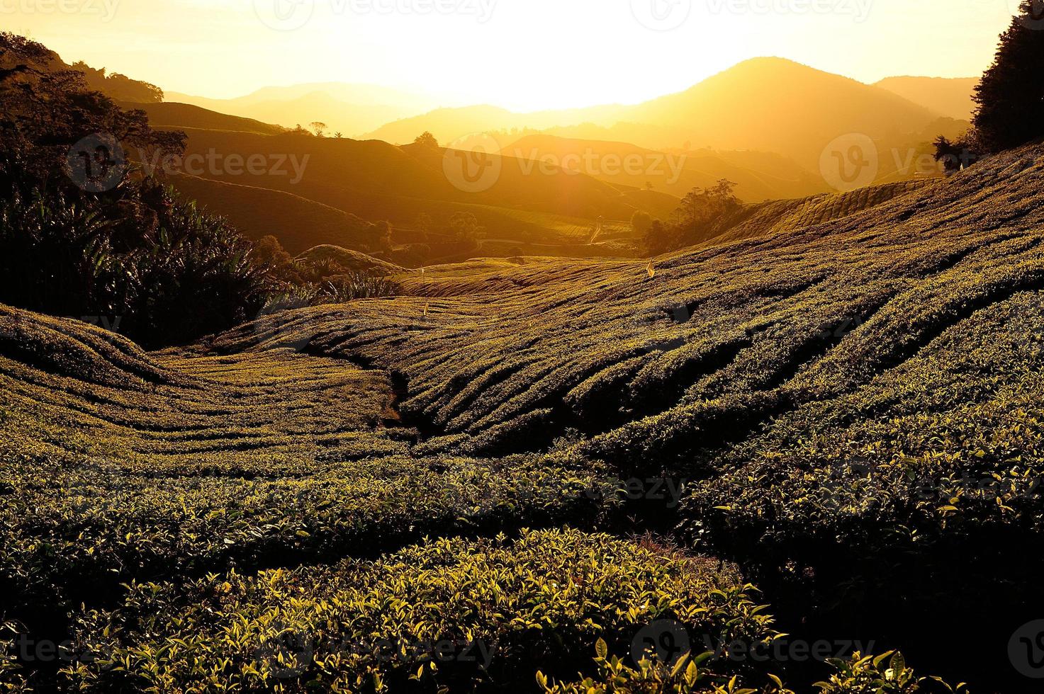 campos de plantaciones de té al amanecer foto
