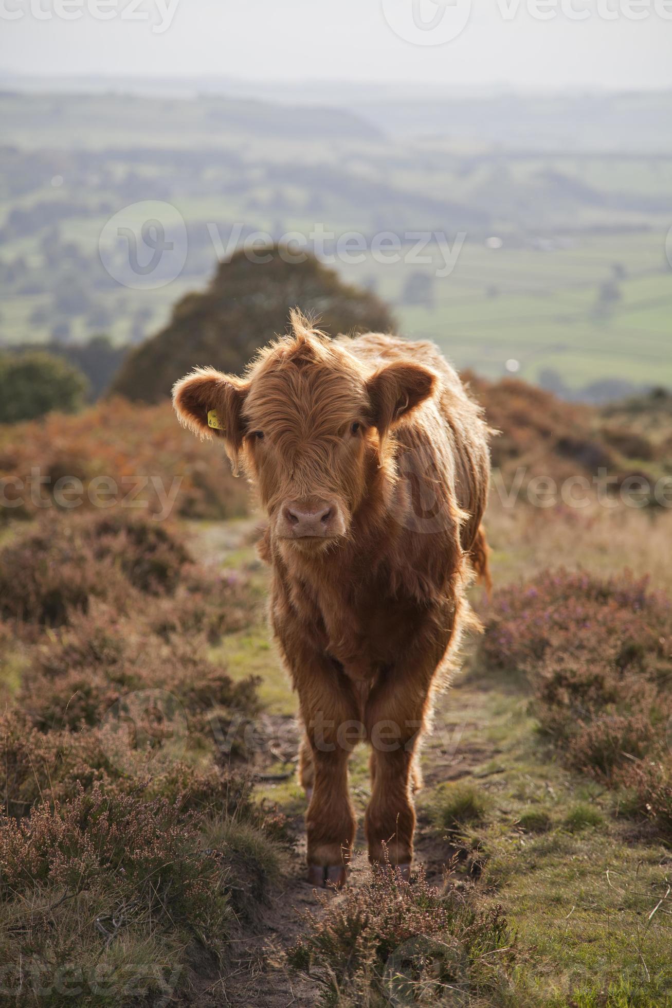 Baby Highland Cow 15 Stock Photo At Vecteezy