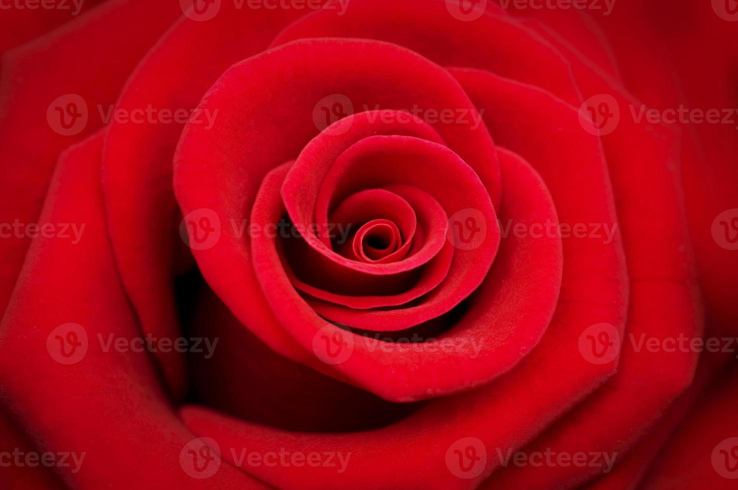 Red rose on red background photo
