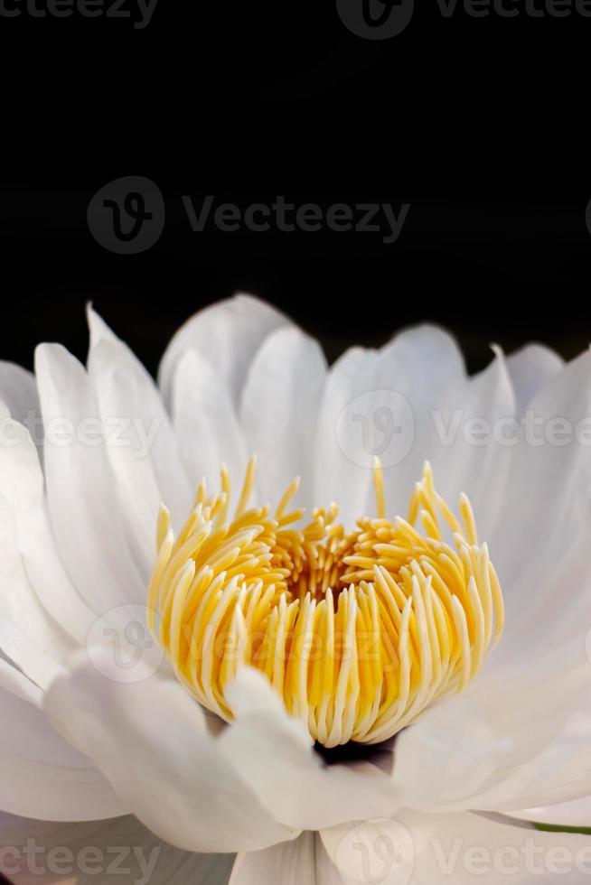 Lotus flower photo