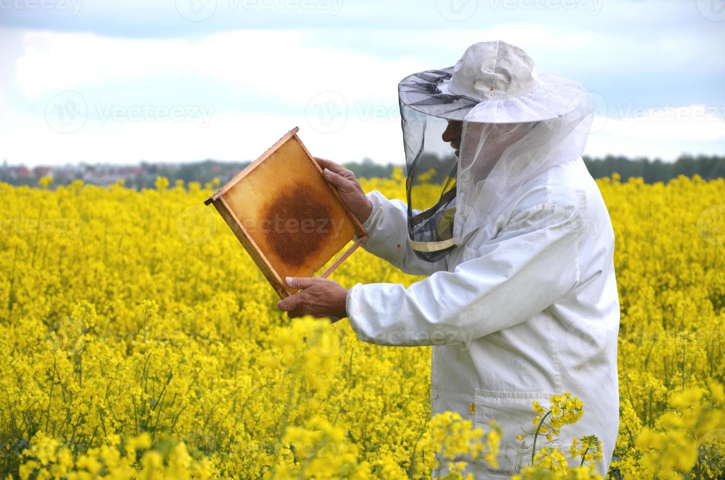 apicultor senior experimentado que trabaja en el floreciente campo de colza foto