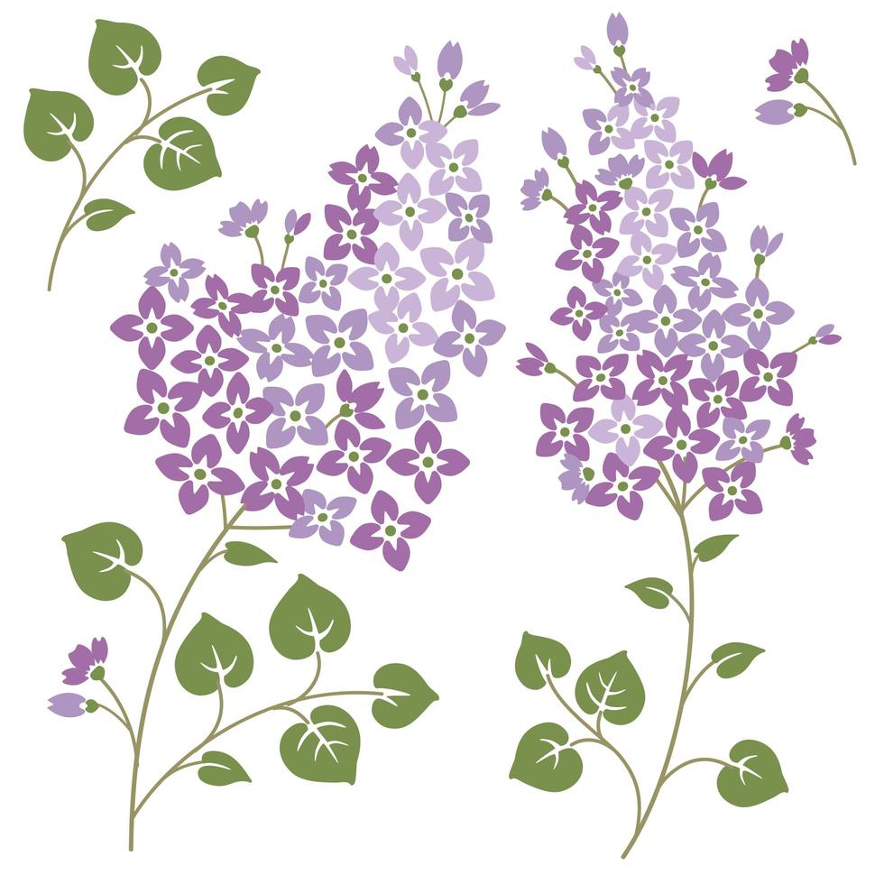 conjunto de flores lilas con hojas vector