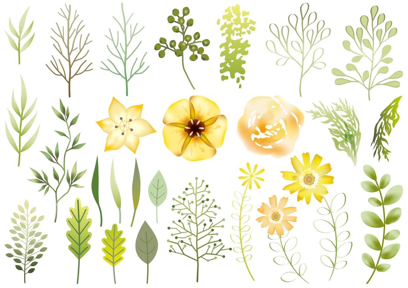 Set of Yellow Botanical Elements Isolated vector