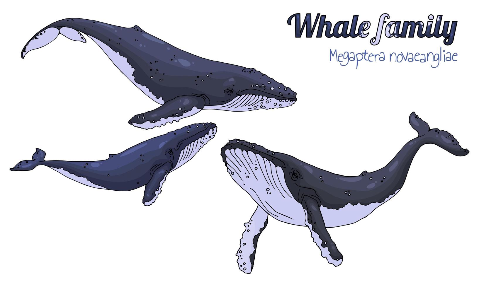 Family of Whales with Calf vector