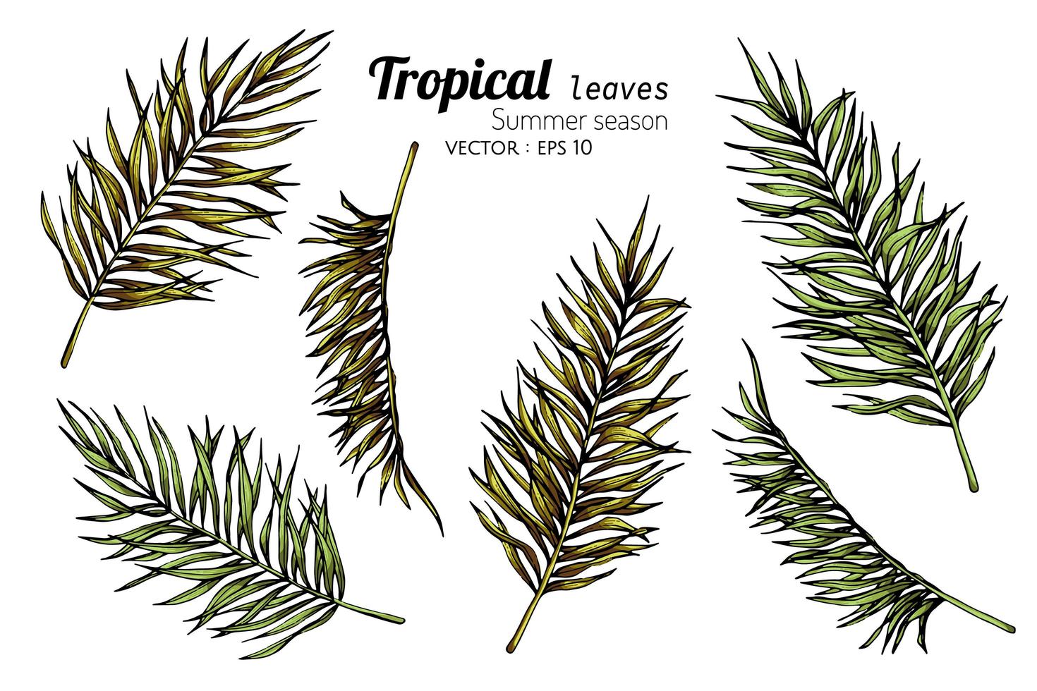 Set of Palm Leaf Drawings vector