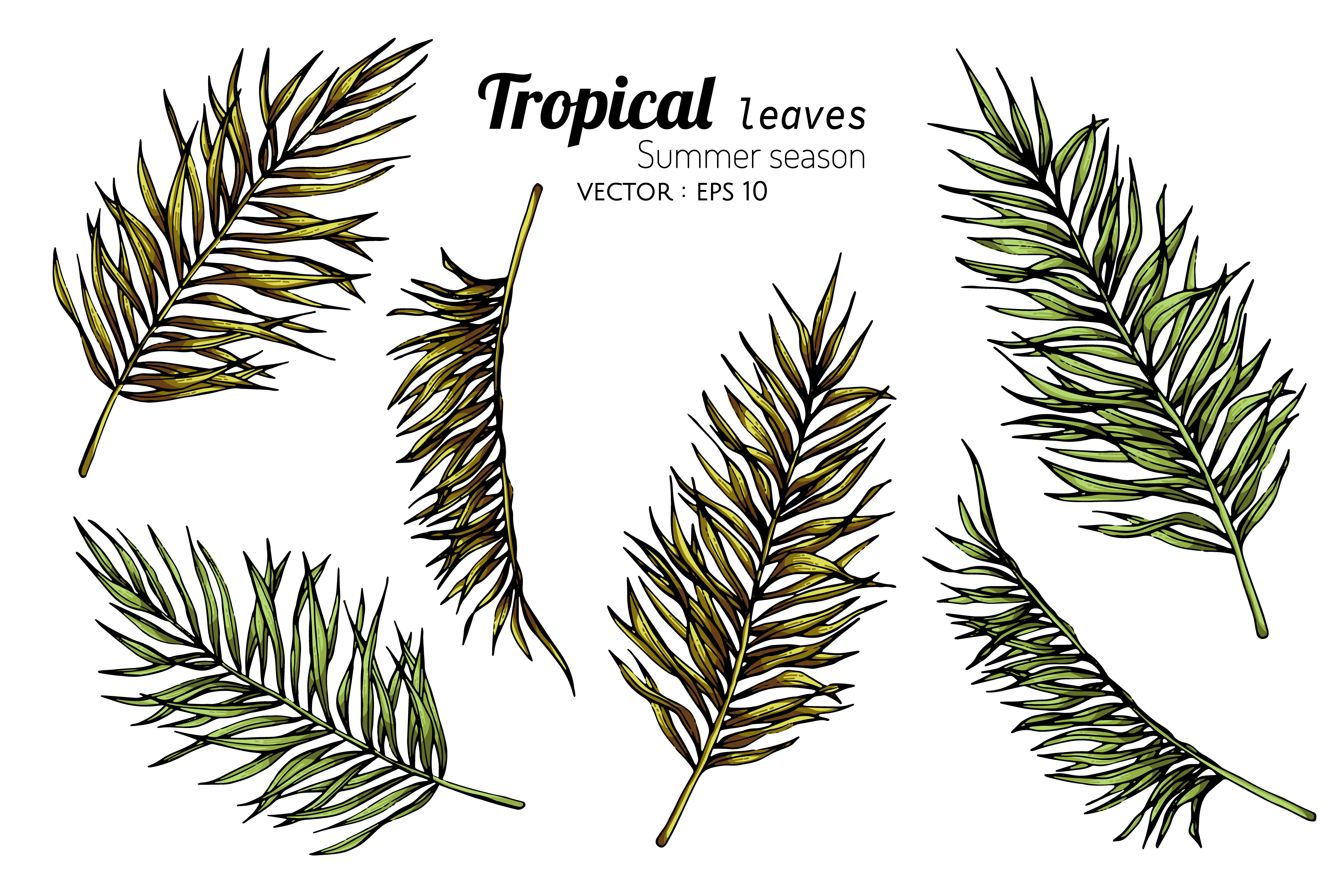 Set of Palm Leaf Drawings 834126 Vector Art at Vecteezy