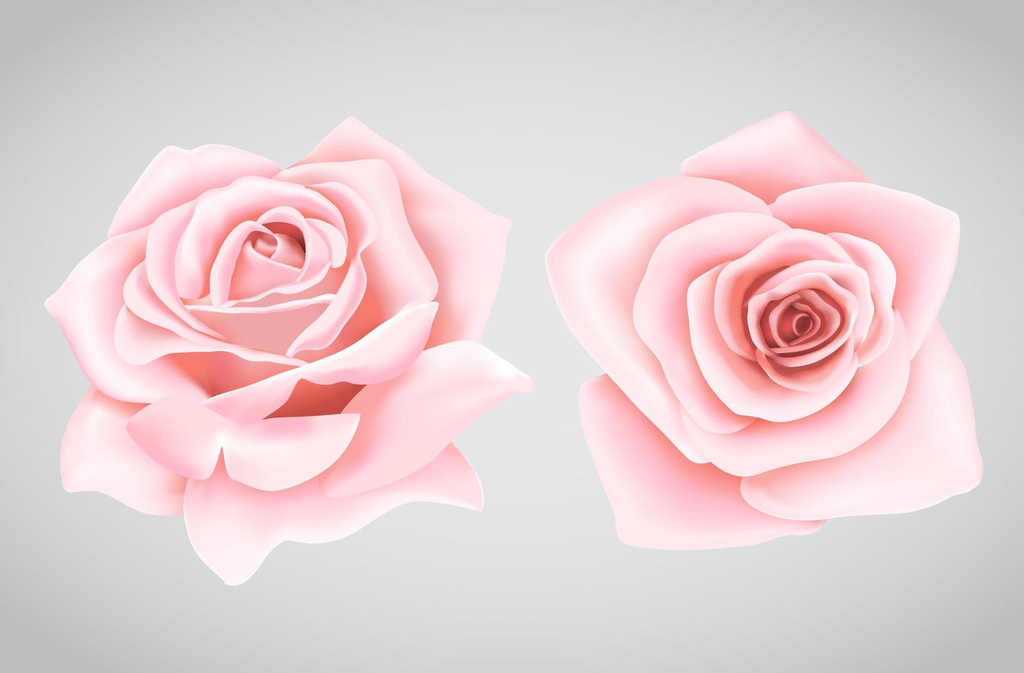 Pink roses flower vector