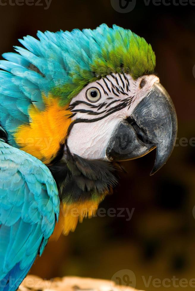 Close up Macaw photo