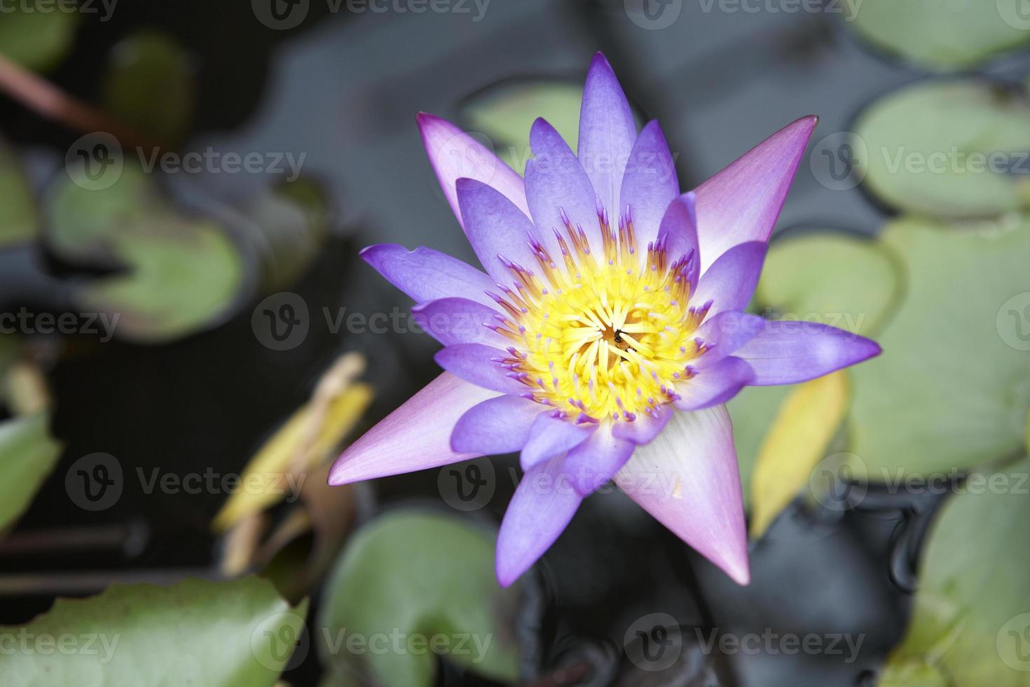 close up lotus photo