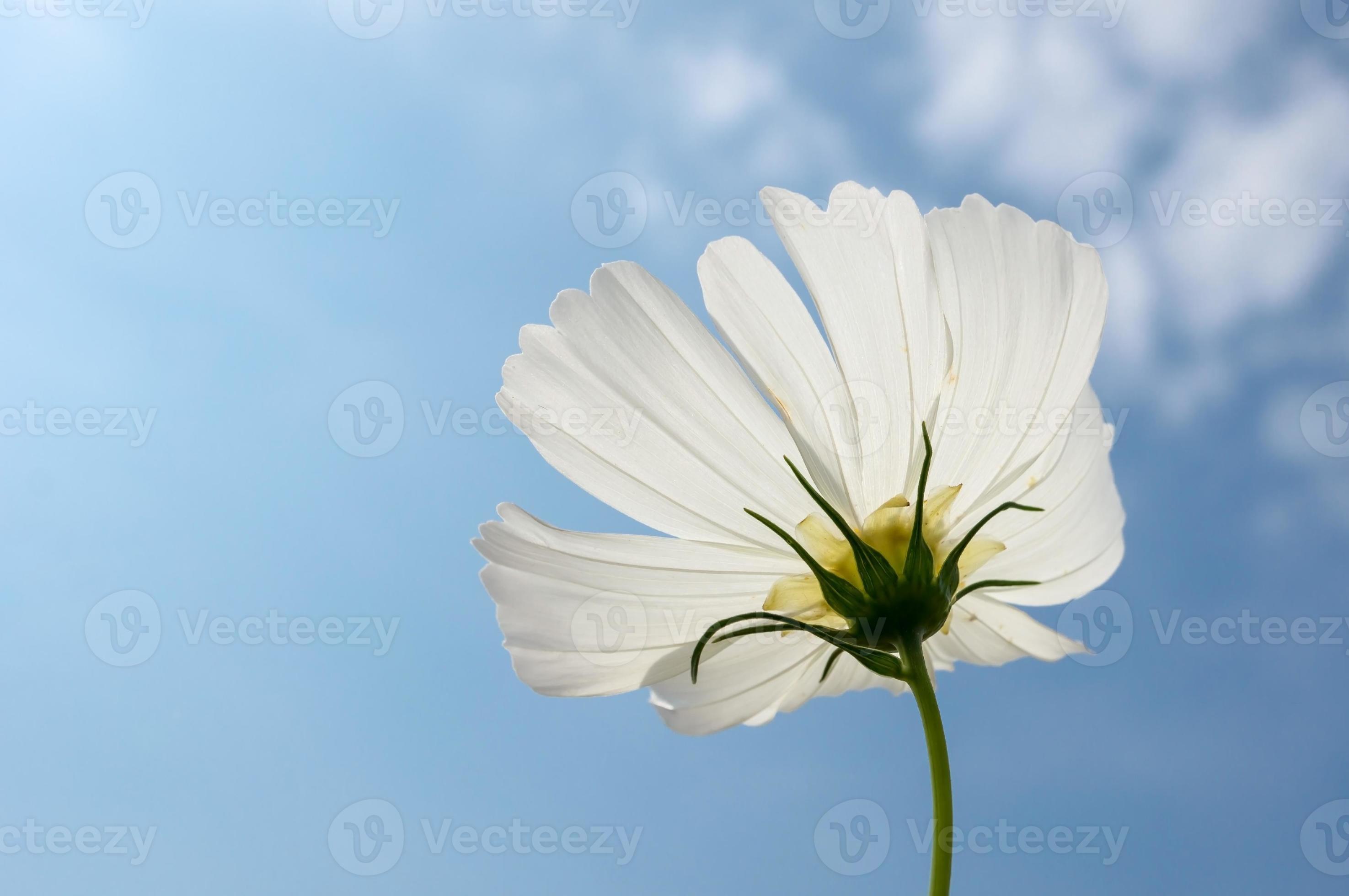 Single white Cosmos flower with blue sky background 836377 Stock Photo at  Vecteezy