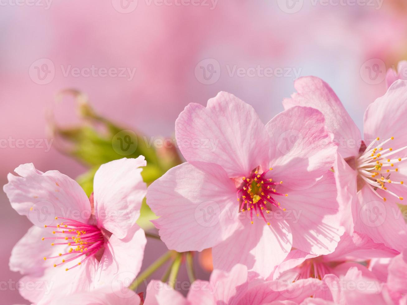 Shining pink cherry blossom photo
