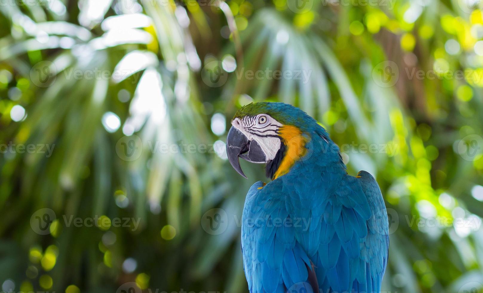 Macaw Close Up photo