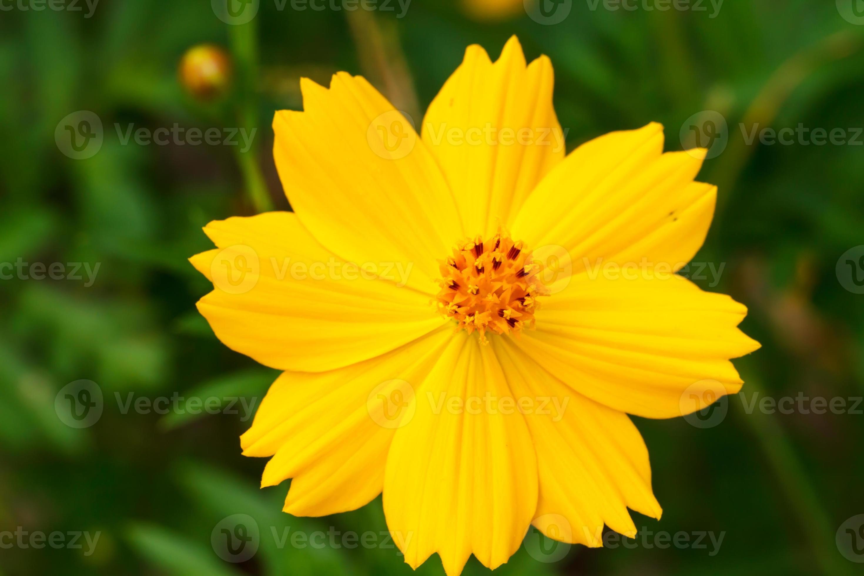 flor amarilla del cosmos foto