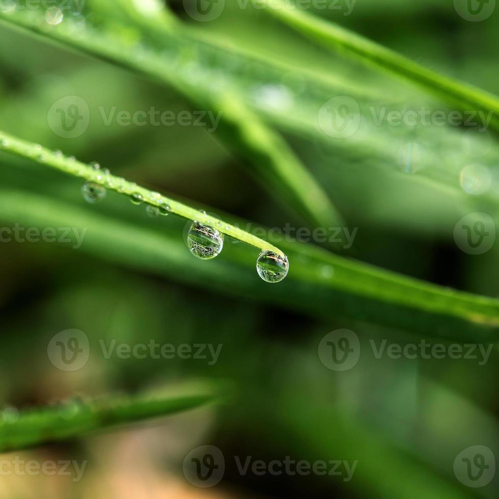 Dew drops close up photo