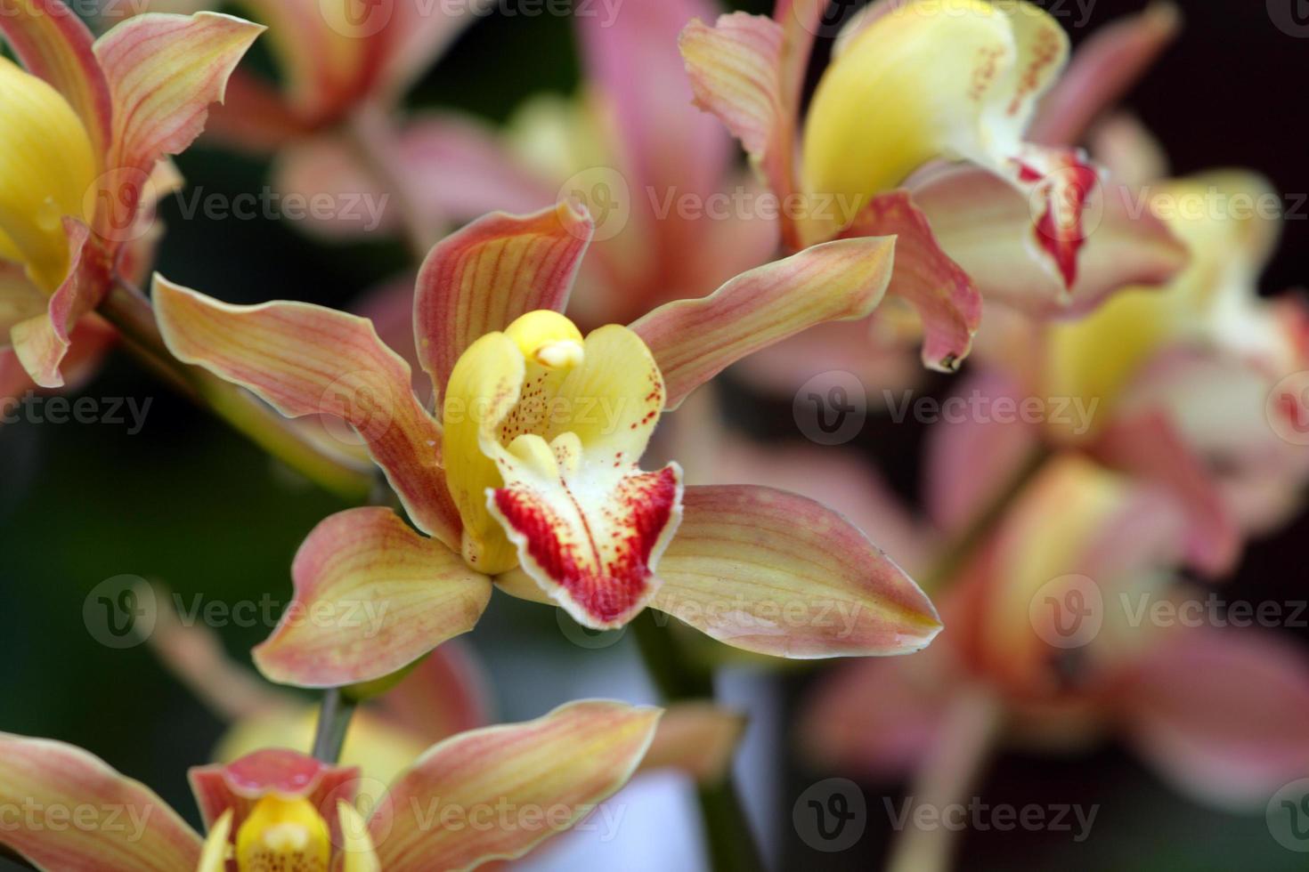 cerca de orquídea foto