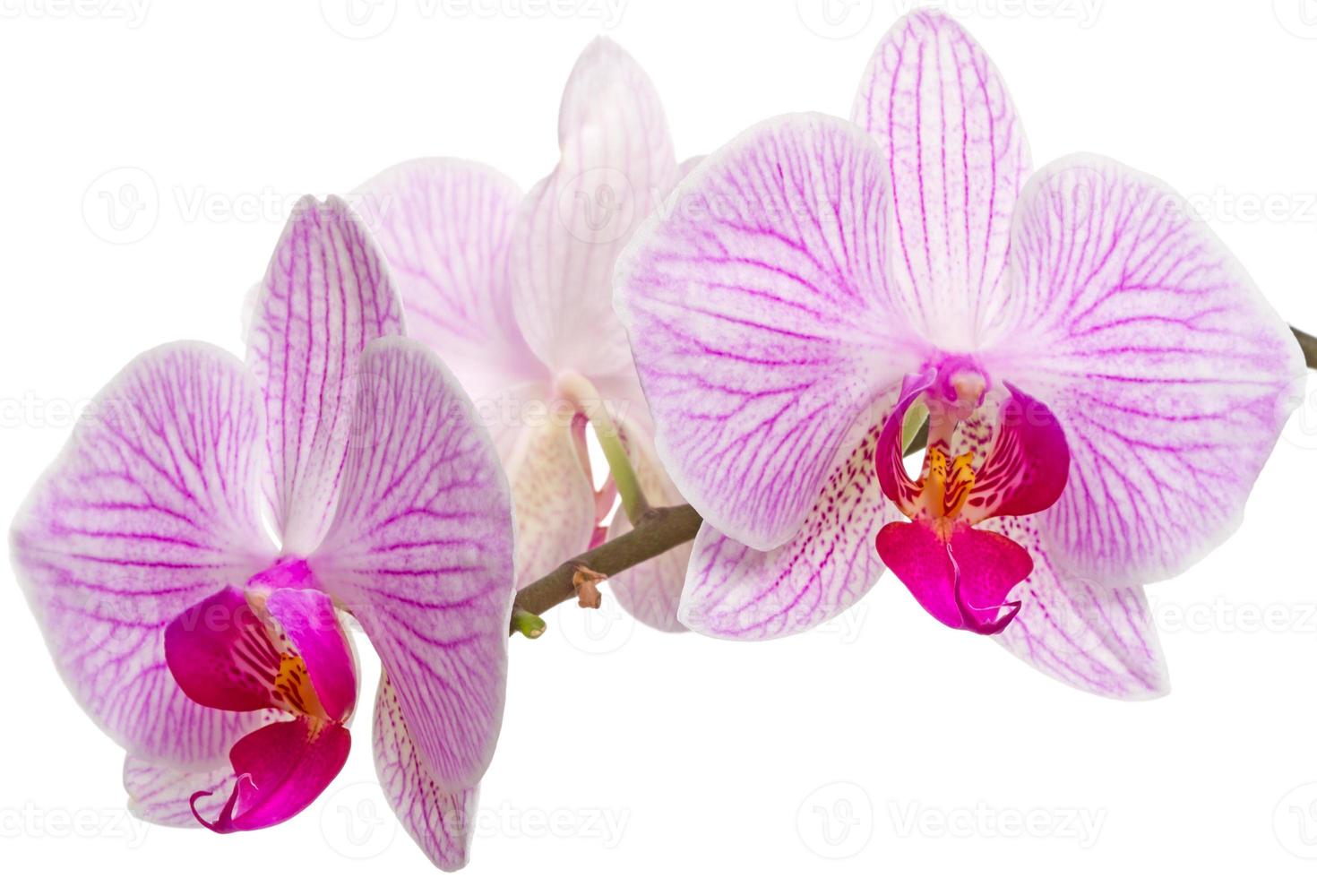 primer plano de flores de orquídeas foto