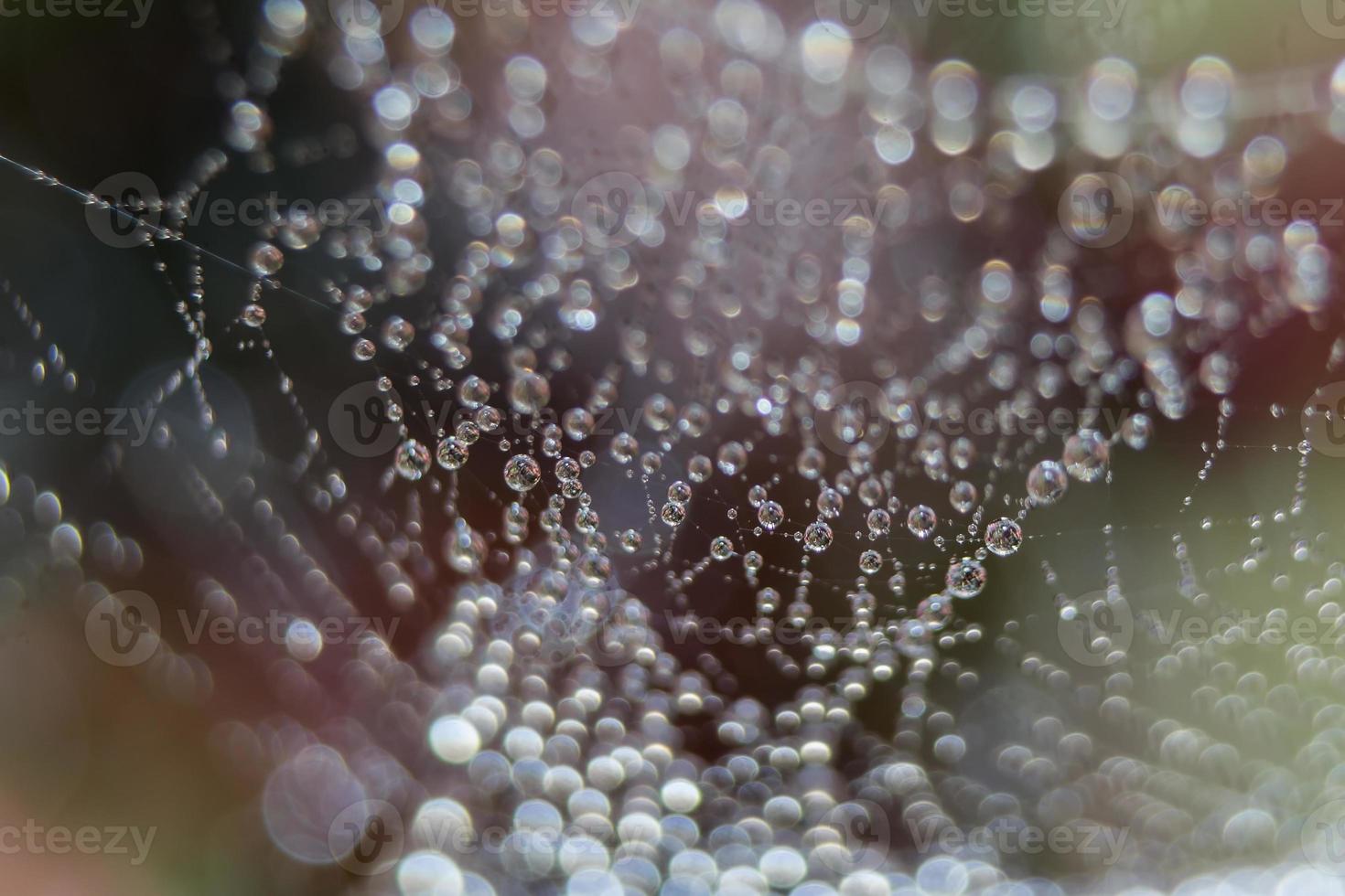 Dew drops close up photo