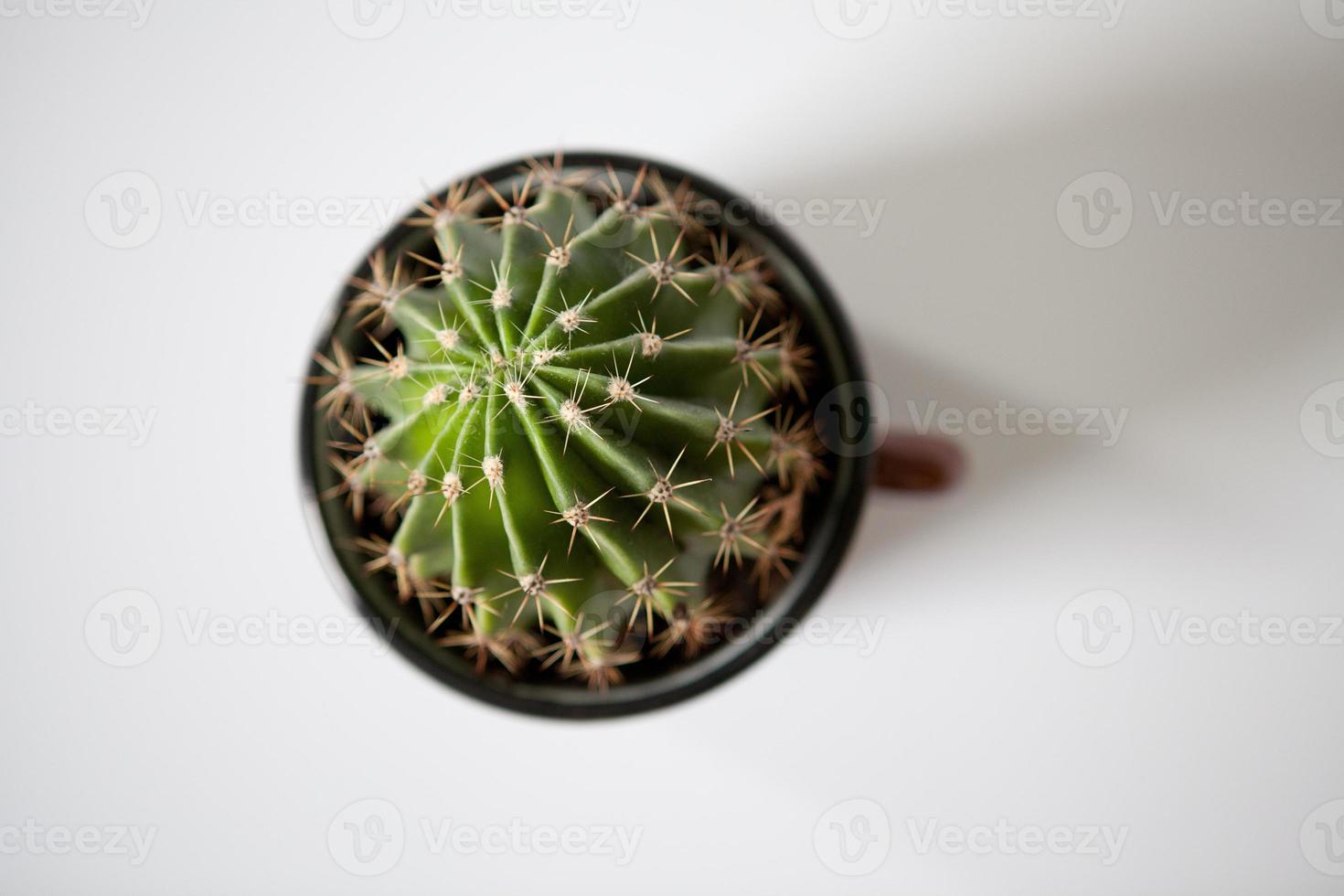close up of cactus photo