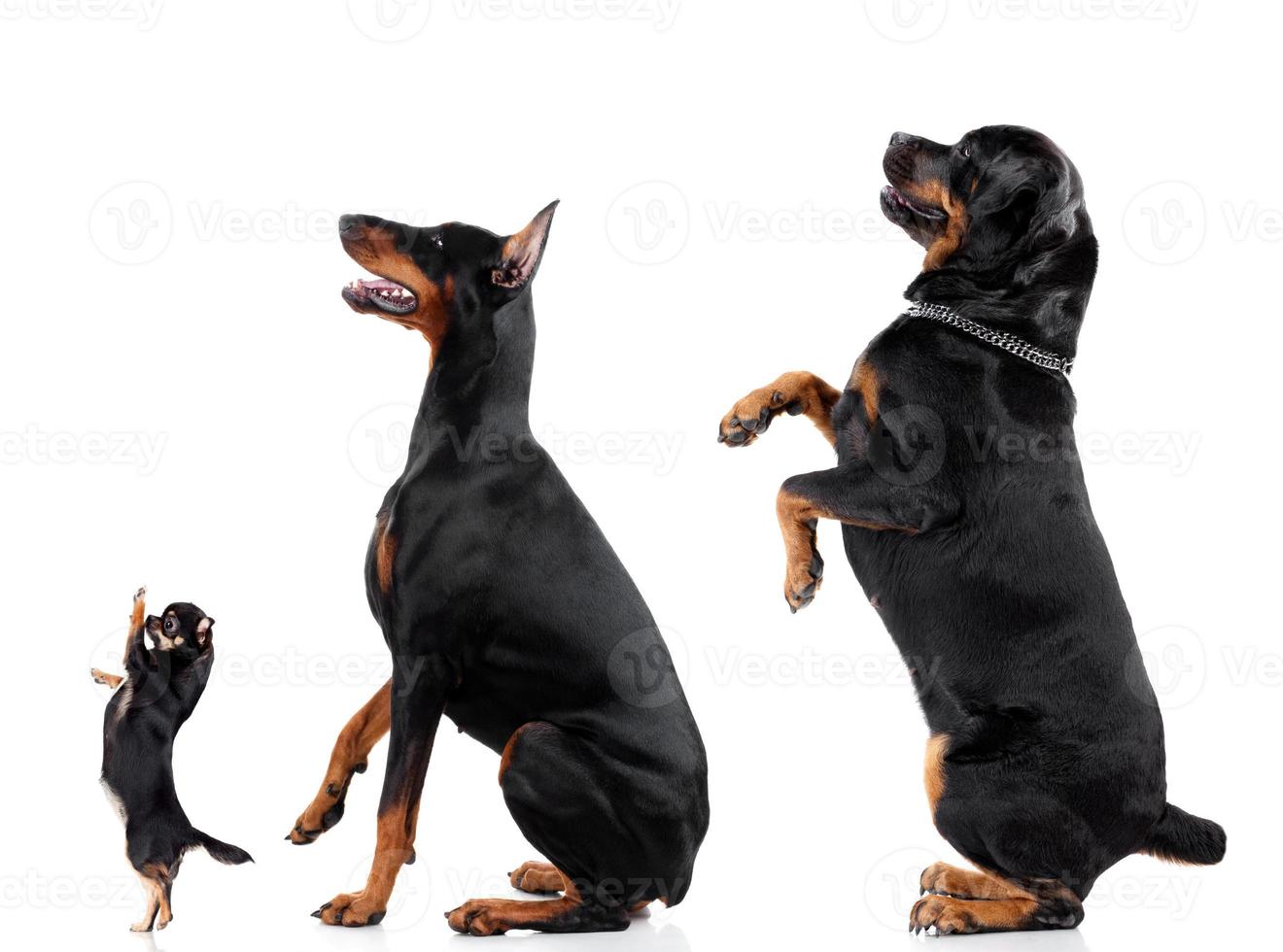 20 Most Dangerous dog breeds That are very Aggressive and Destructive 2 Group of dogs Chihuahua, Doberman, Rottweiler 837855 Stock Photo at Vecteezy