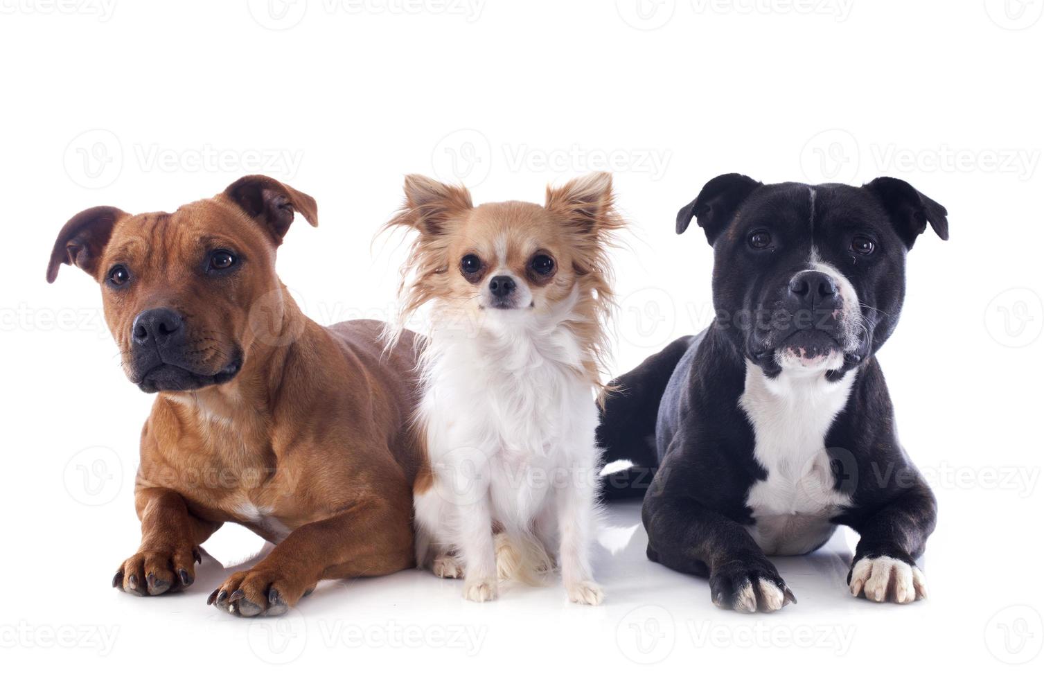 staffordshire bull terriers and chihuahua 837907 Stock Photo at Vecteezy