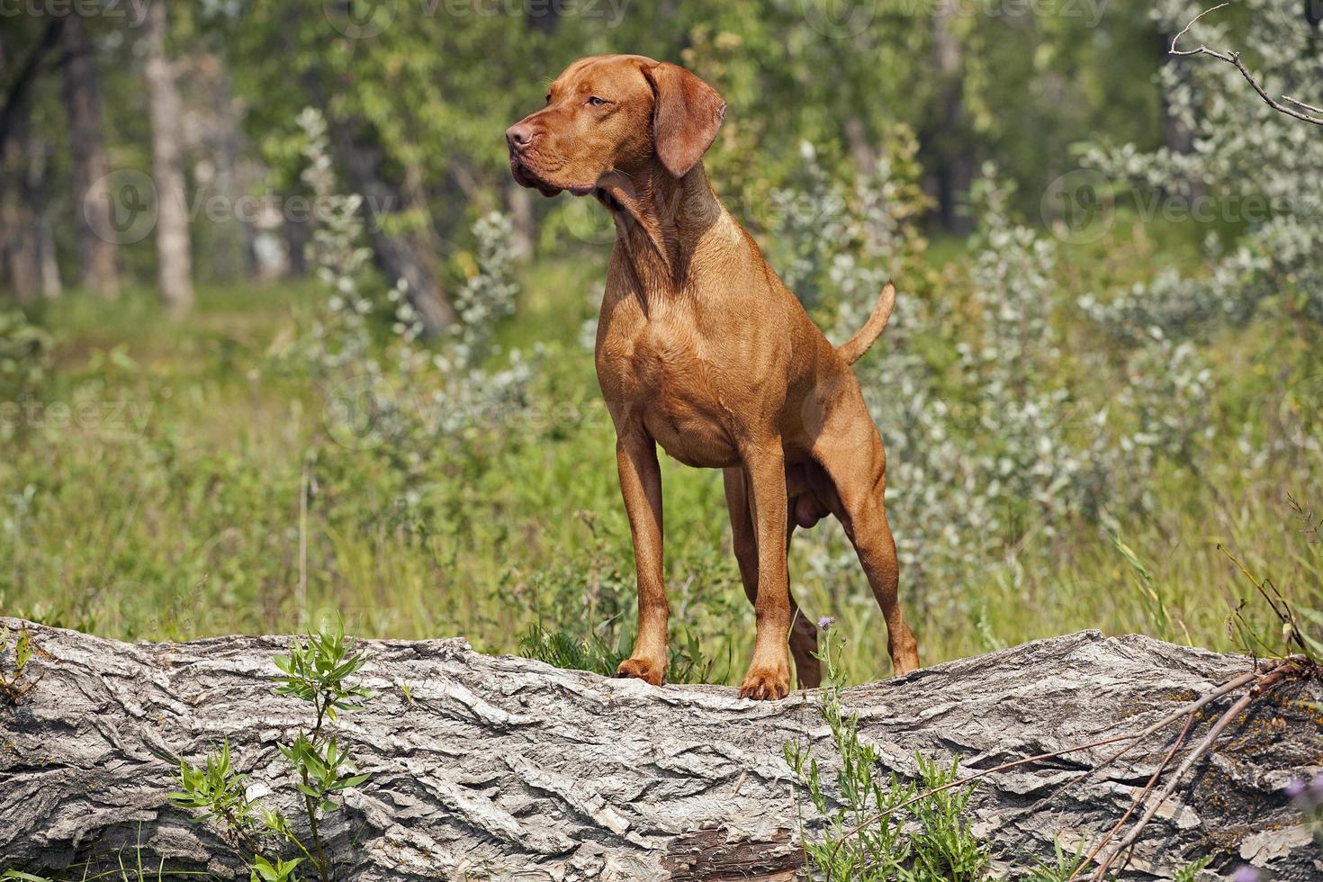 Hunting dog posing outddors photo