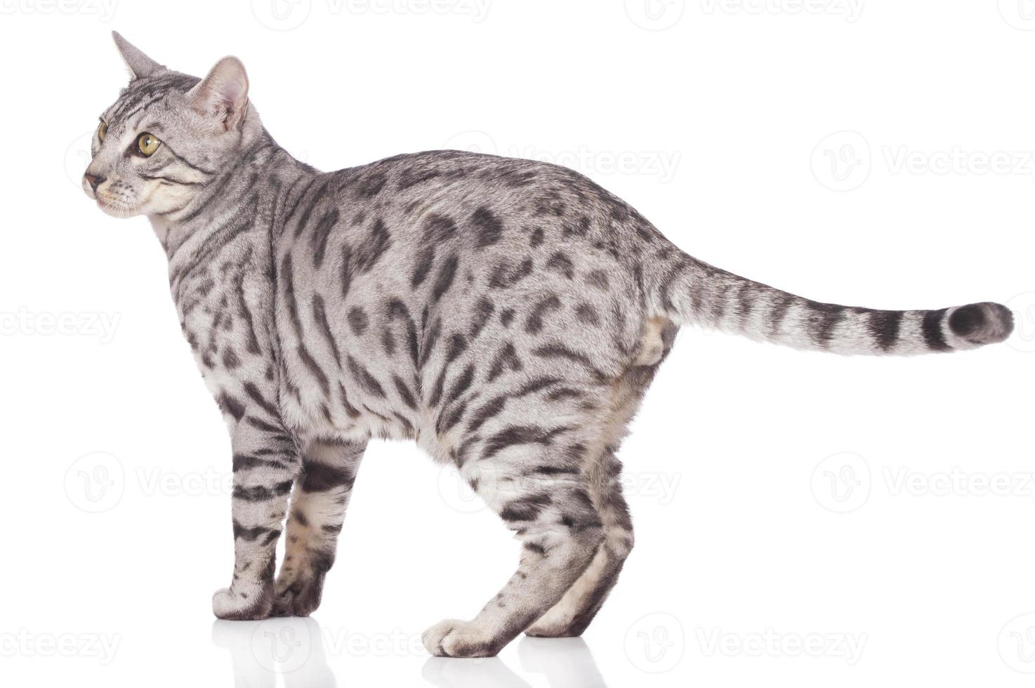 Bengal cat standing sideways photo