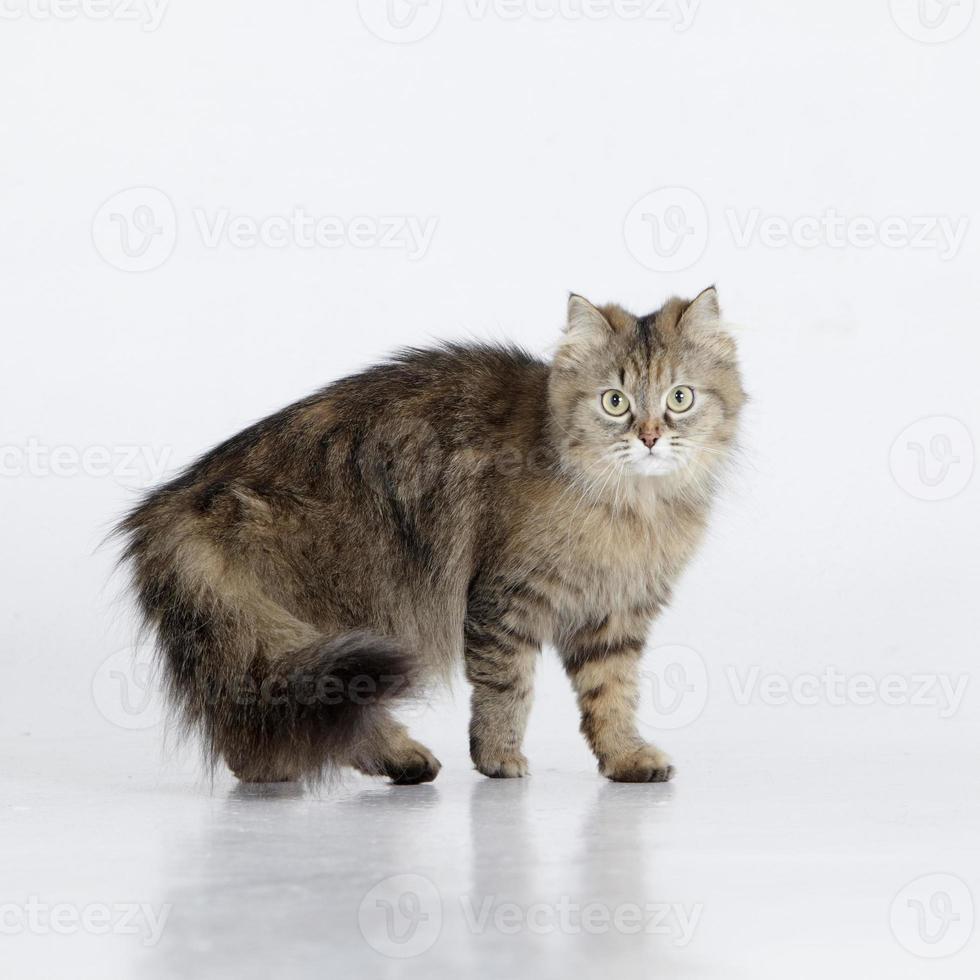 Portrait of a longhaired purebred cat looking at the camera photo